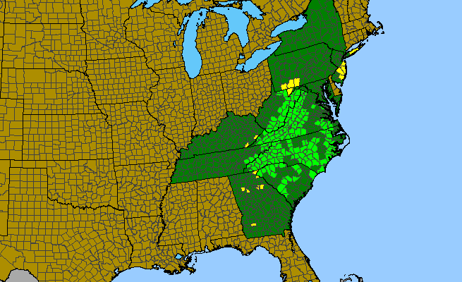 The range of Uvularia puberula